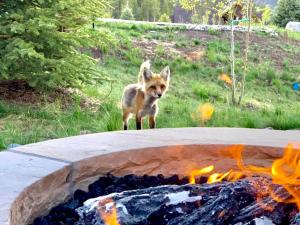 GORGEOUS modern estate private ski SHUTTLE! Hot Tub, hiking trail to town, fire pit, even a SONIC ice maker!!