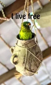 Posada Olivo - Масунте