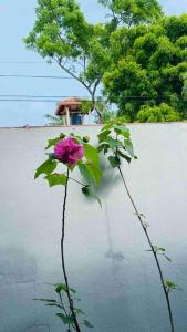 Catherine Villa in Ja Ela near Colombo Airport Expressway Exit