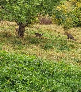 Appartements Le Petit Sapin : photos des chambres