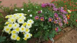 Shyama - 卡卢特勒