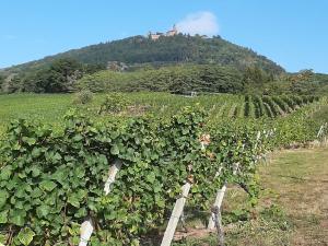 Maisons de vacances Gite charmant au calme, 2 personnes, proche vignobles et chateaux, animaux acceptes, terrasse jardin - FR-1-744-33 : photos des chambres