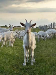 Zajazd Tusinek Grzegorz Winiarek