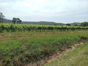 Maisons de vacances Mas Flora : photos des chambres