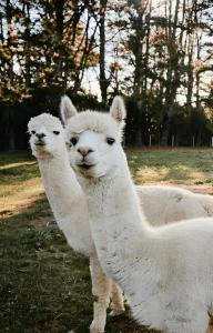 The Maple Lodge with Alpacas, Goats, Boars, Ducks & Chickens Farm Stay with Outdoor Pizza Oven