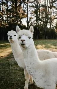 The Maple Lodge with Alpacas, Goats, Boars, Ducks & Chickens Farm Stay with Outdoor Pizza Oven - Tongarra