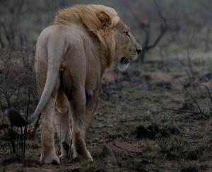 Sediba Luxury Safari Lodge