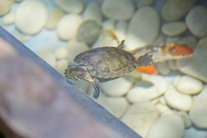 Flower Pot complex Aparts & Studios!