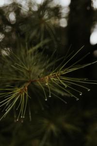 Chata pod Skrzycznem