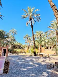 Camping auberge palmeraie damezrou