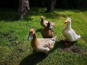 Red Squirrel Holiday Home in the Countryside, 10 mins to Lligwy Beach
