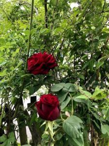 Bright & spacious first floor apartment Cambridge