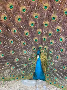 Koselig dyregård i Tromsø