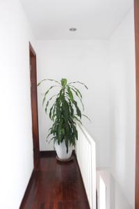 Davidducs Duplex Apartment Xom Chua (5F)