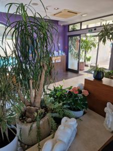 Hotel Lipa