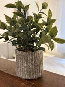 Ferienwohnung zur Sternblume