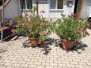 Páterdombi Vendégház