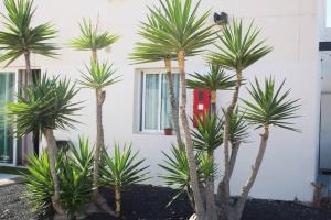 Pachi Beach Alisios Playa Corralejo