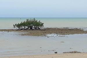 Loft da Árvore nas Falésias em Cumuruxatiba