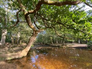 Sway Road, Brockenhurst, Hampshire, SO42 7SH, England.