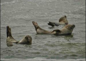 Appartements Plain-pied a Berck-Plage - Commerces et plage a quelques pas : photos des chambres