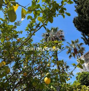 Appartements Casa Andrea Agreable T3 avec grand jardin a 3mn de la plage : photos des chambres