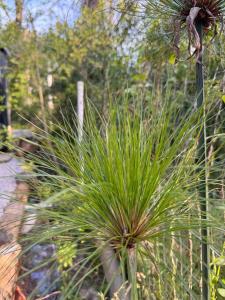 Nandina, en el bosque y playa