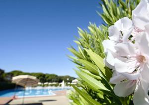 ISA-Apartments 2 beds in Residence with swimming-pool in San Vincenzo, just 600 meters from the sea