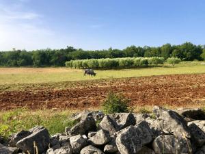 Room in Studio - Enchanting Escapade A Romanesque Retreat in Krsuli and Historic Sojourn in Svet