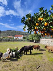 Quinta da Ponte das Hortas 3