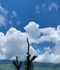 THE SILVER OAK PLACE