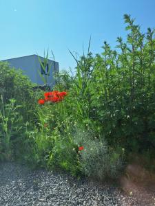 Luxury Suites Oosterwold