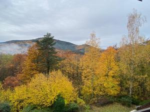 Appartements Gite au nid de l’ecureuil : Appartement 1 Chambre