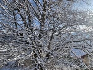 Chalets Le Chalet de Juliette : photos des chambres