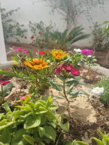 White House Hurghada