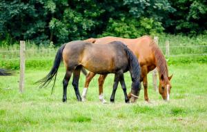 FerienGut Gaarz - Im Park 3