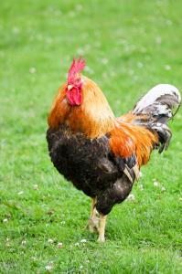 FerienGut Gaarz - Im Park 3