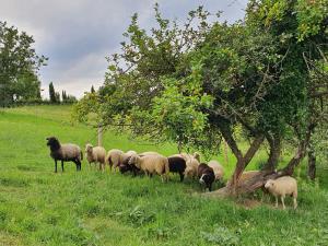 Ferienwohnung am Trausdorfberg - Rosenblick