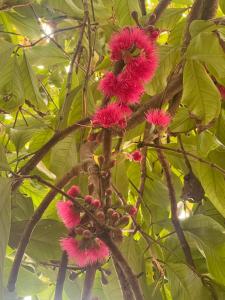 Alleppey Beach Garden