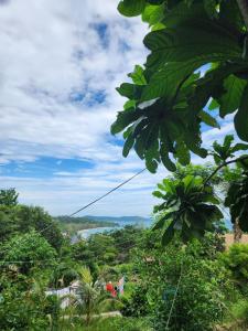 Sweet Jungle Camping