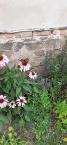 Vodní mlýn Wesselsky