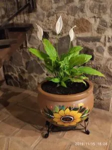 Casa-Cabaña. - 马斯科塔