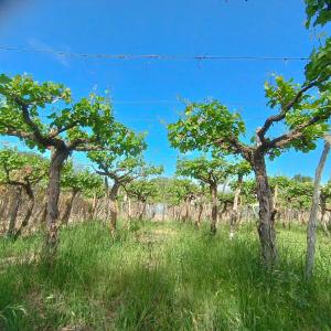 La Casa de Las Rosas