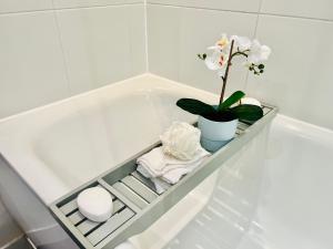 Modern Canary studio- Wifi