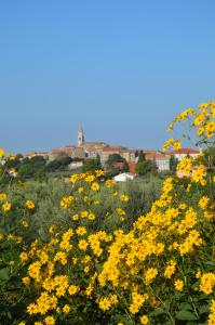 Villa Olivetta by Istrian Country Houses