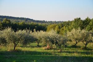 Villa Olivetta by Istrian Country Houses