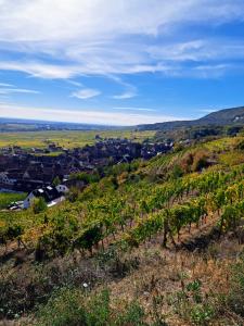 Appartements Gite Entre Vignes et Vergers maison historique : photos des chambres
