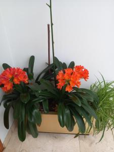 Apartamentos Rurales Llagumelon