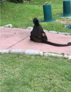 Cozy Apartments in Puerto Morelos