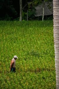 Br. Tengah Kauh, Desa Peliatan, Peliatan, Ubud, Kabupaten Gianyar, Bali 80571, Indonesia.